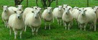 Millside Lleyn Sheep Flock