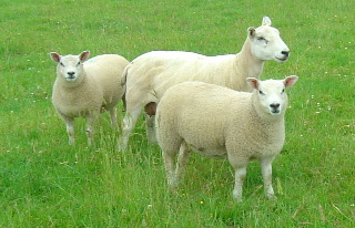 Lleyn ewe with Blue Texel cross lambs